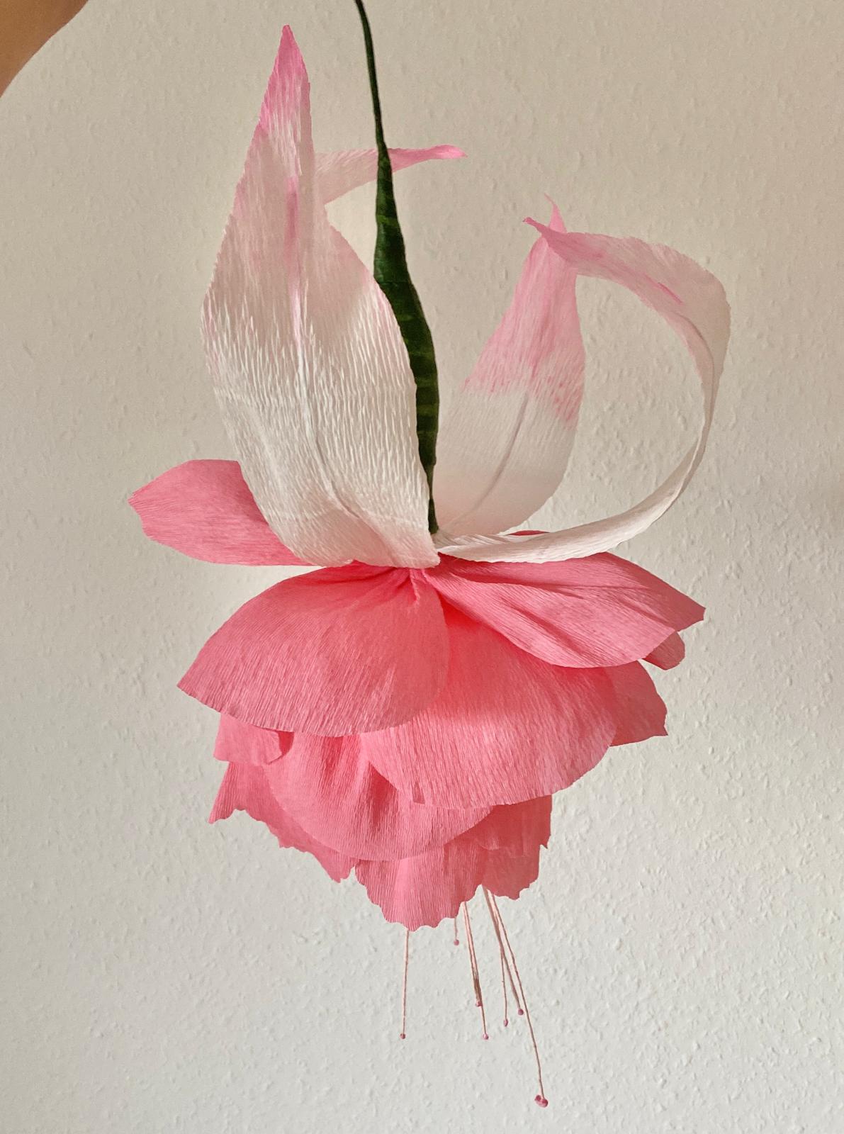Fuchsie
