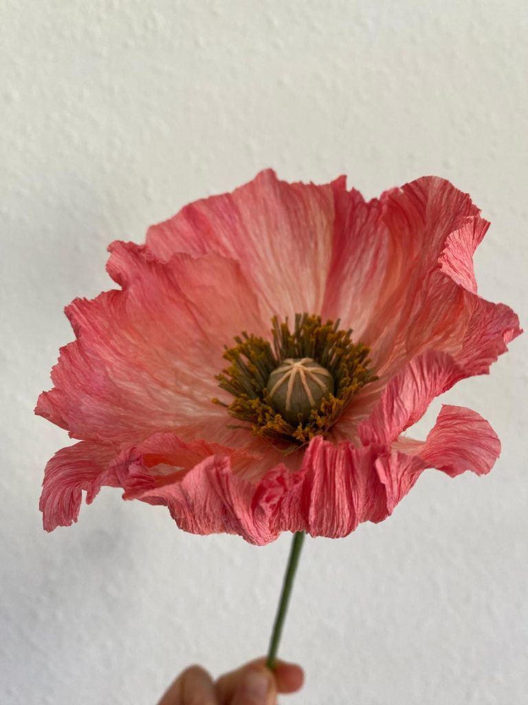 Apricose (4)