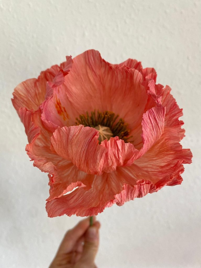 Apricose (4)