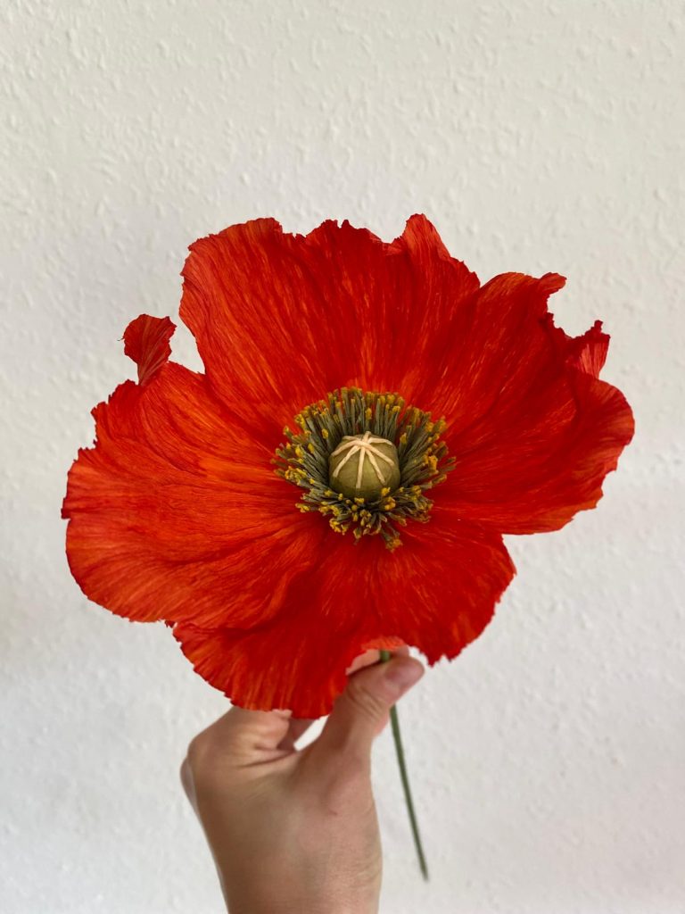 Orange (6)