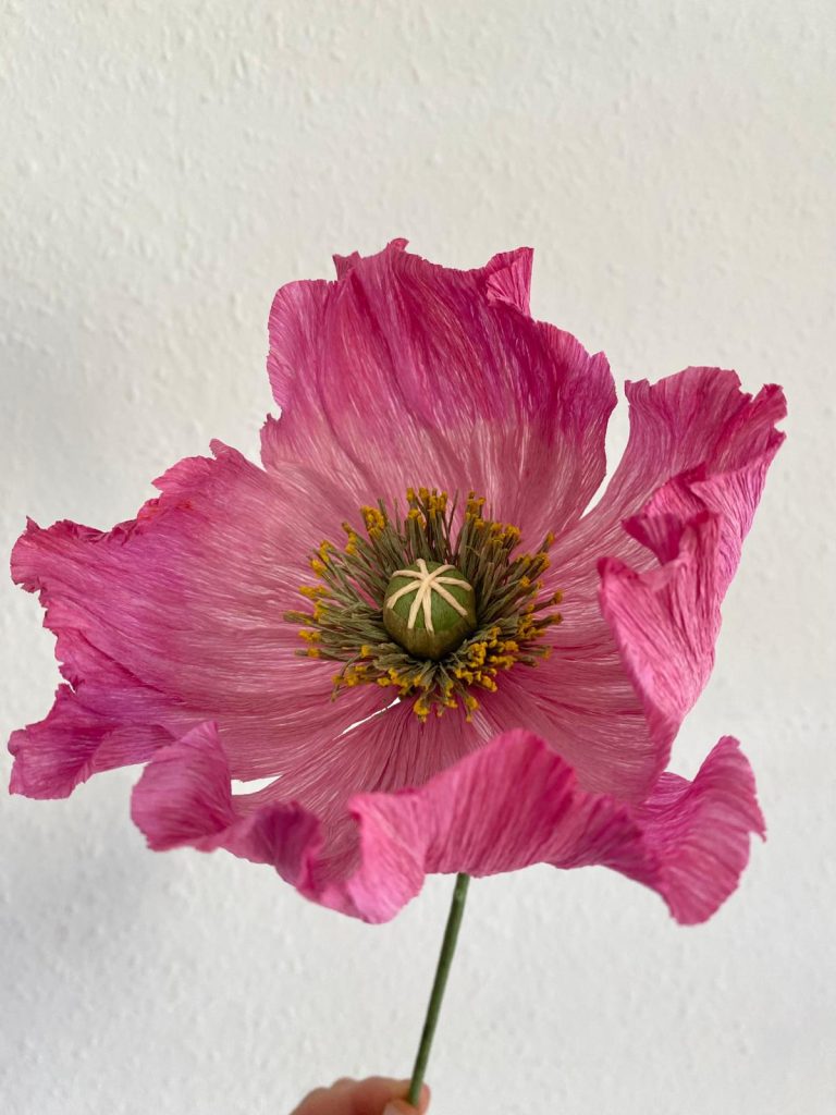 Rosa (5)
